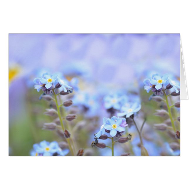 Rêver en bleu (Devant horizontal)