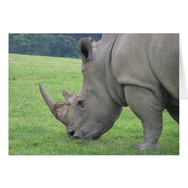 Rhino (Devant Horizontal)