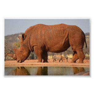 Rhino avec boue sur la peau photo