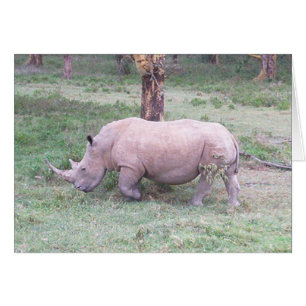 Rhino blanc