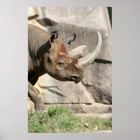 Rhino Poster