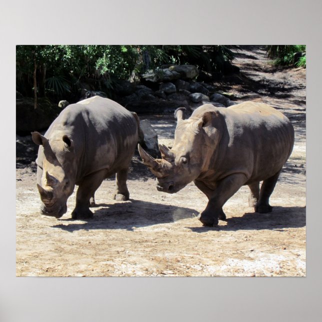 Rhino Poster (Devant)