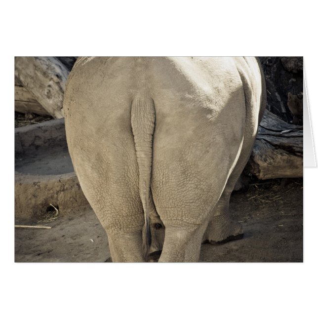 Rhinocéros (Devant horizontal)