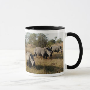 Rhinocéros blancs dans la tasse de Sabi Sabi