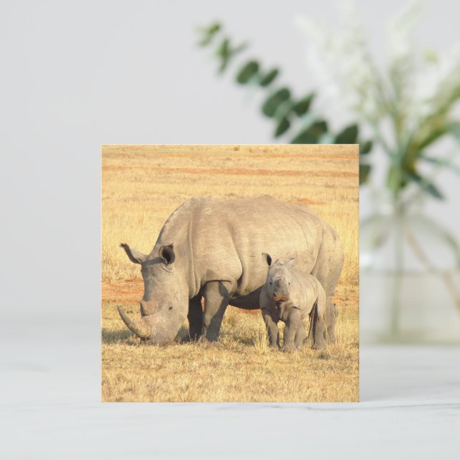 rhinocéros mignons en afrique (Debout devant)