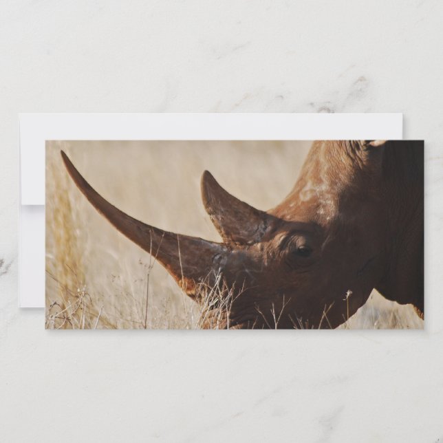 rhinocéros noirs africains aux grosses cornes (Devant)
