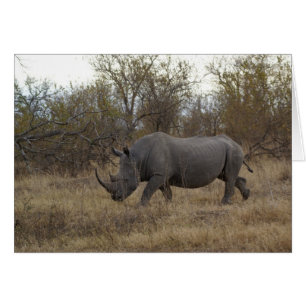 Rhinoceros sud-africains