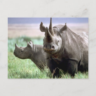 Rhinoceros sur la carte postale du Serengeti