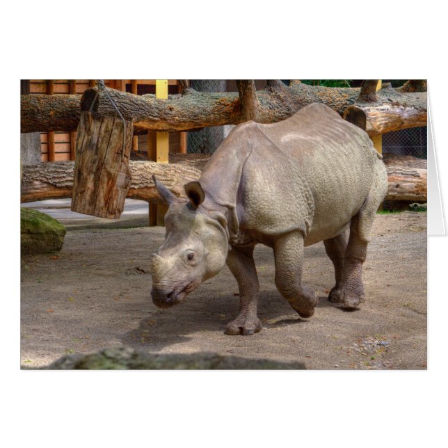 Rhinoceros unicornis (Devant horizontal)