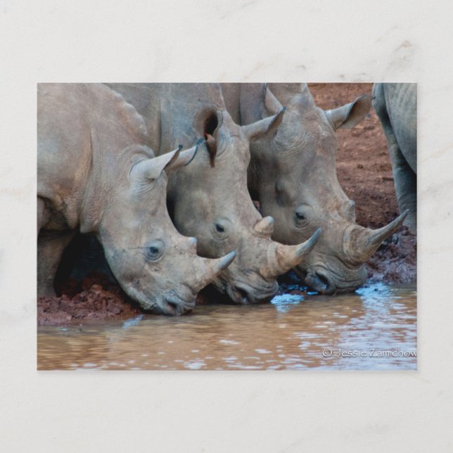 Rhinos eau potable Carte postale (Devant)