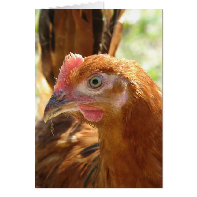 Rhode Island Red (Devant)
