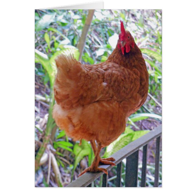 Rhode Island Red Hen (Devant)