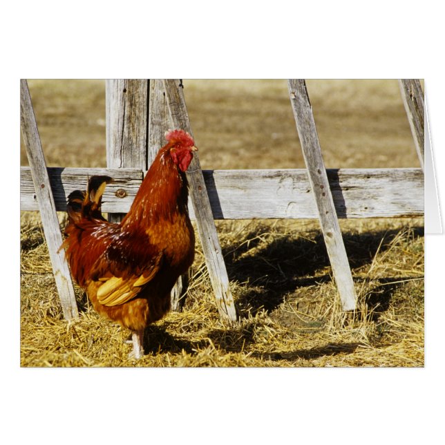Rhode Island Red Rooster (Devant horizontal)