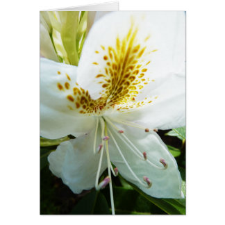 Rhodedendron