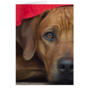 rhodesian-ridgeback
