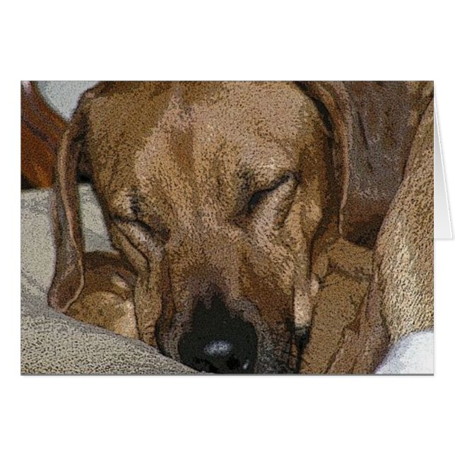Rhodesian Ridgeback (Devant horizontal)