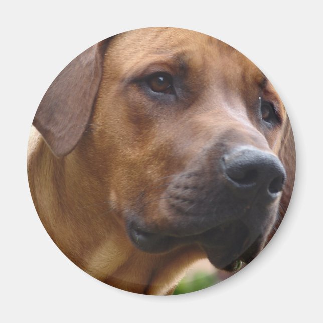 Rhodesian Ridgeback Magnet (Devant)