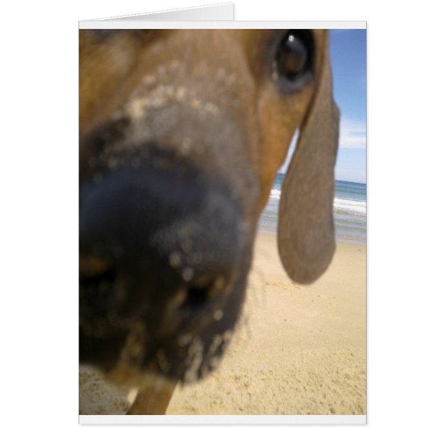 Rhodesian Ridgeback Stuff (Devant)