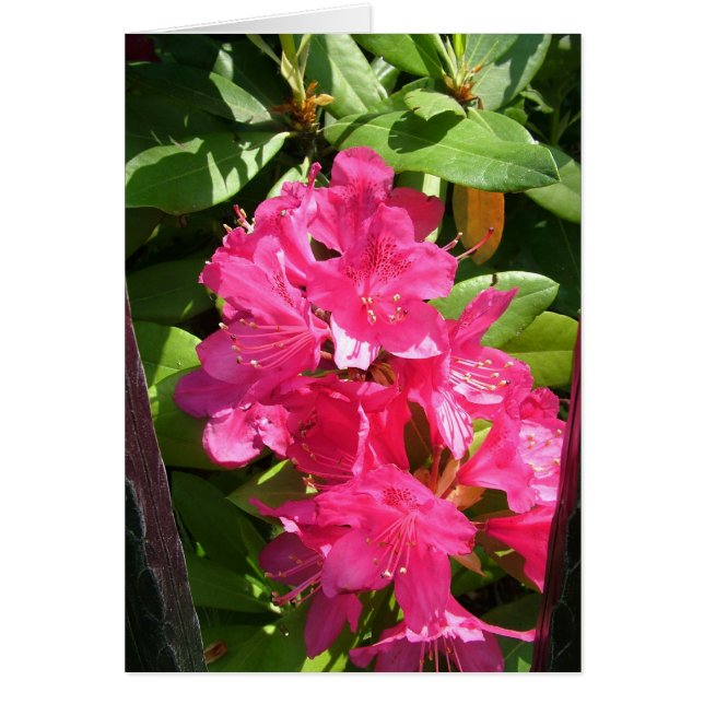 rhododendron (Devant)