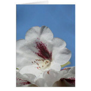 Rhododendron blanc avec bordeaux