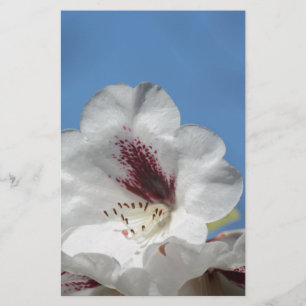 Rhododendron blanc avec Bourgogne