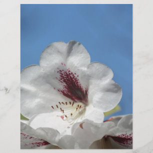 Rhododendron blanc avec Bourgogne