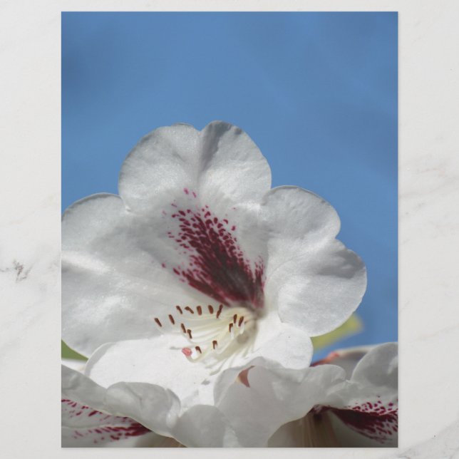 Rhododendron blanc avec Bourgogne (Devant)