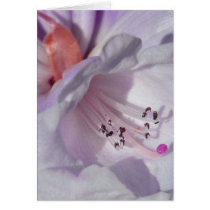 Rhododendron en blanc et magenta