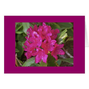 Rhododendron, fuscia