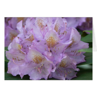 Rhododendron léger de prune au printemps