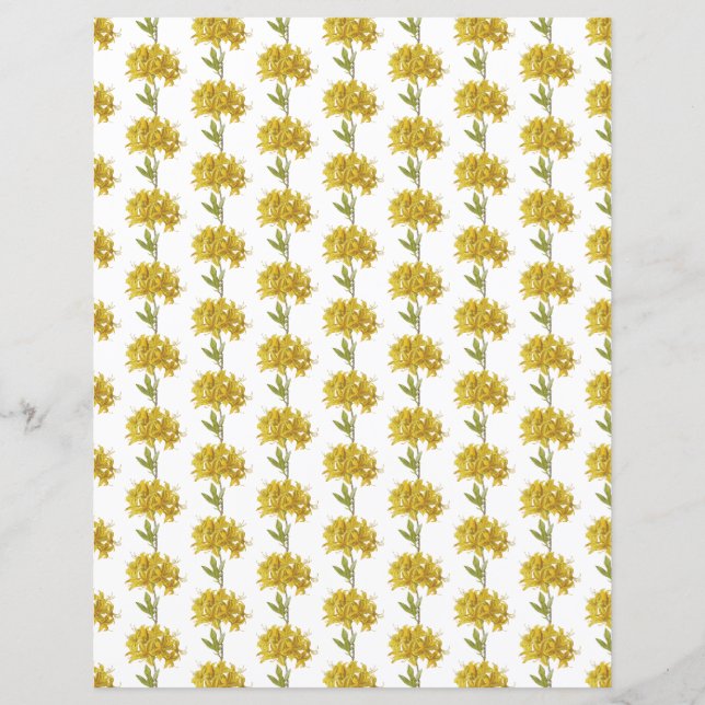 Rhododendron luteum (Azalée Pontique) (Devant)