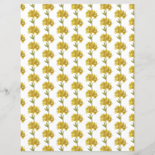 Rhododendron luteum (Azalée Pontique)