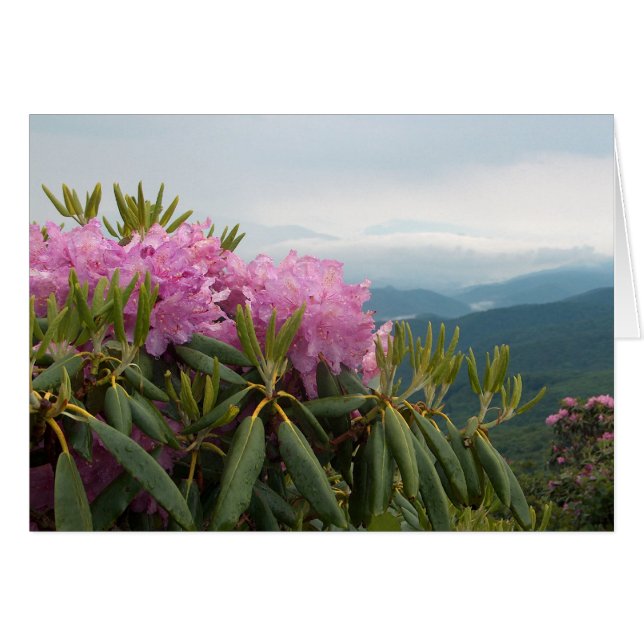 Rhododendrons (Devant horizontal)