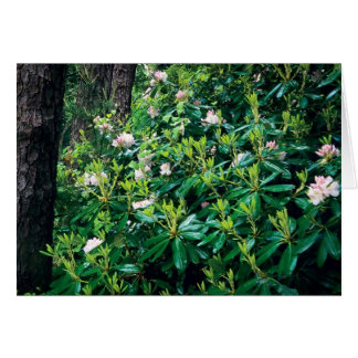 Rhododendrons