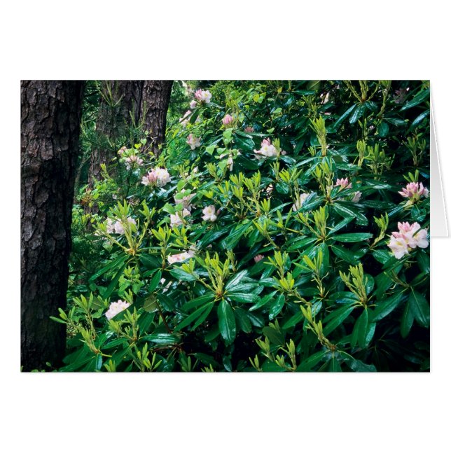 Rhododendrons (Devant horizontal)