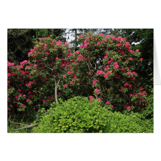 Rhododendrons (Devant horizontal)