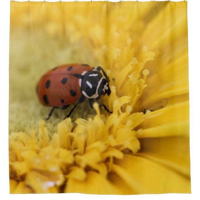 Rideau de douche Ladybug (Devant)