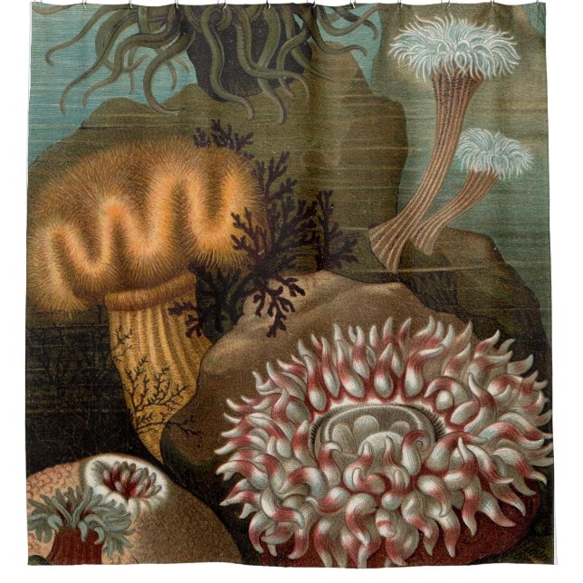 Rideaux De Douche 19e century print sea anemones (Devant)