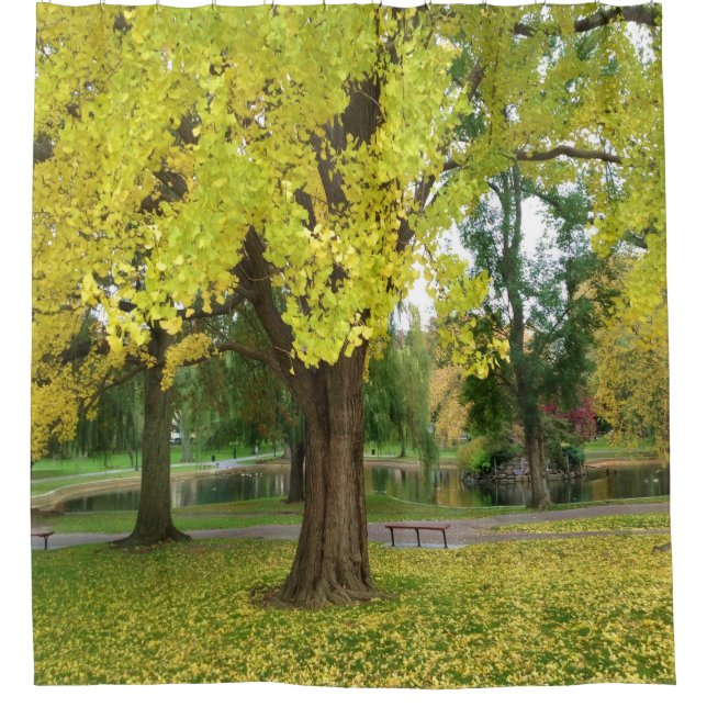 Rideaux De Douche Arbre de Gingko d'or à l'automne (Devant)