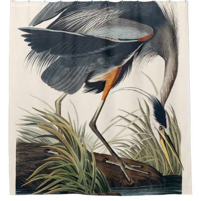 Rideaux De Douche Audubon Great Blue Heron 1834 Plate CCXI (Devant)