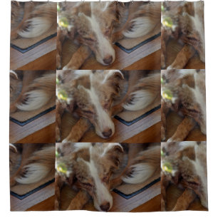 Rideaux De Douche australian shepherd red merle sleeping