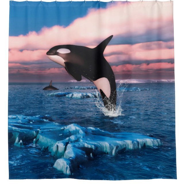 Rideaux De Douche Belles Baleines Tueuses Dans L'Océan Arctique (Devant)