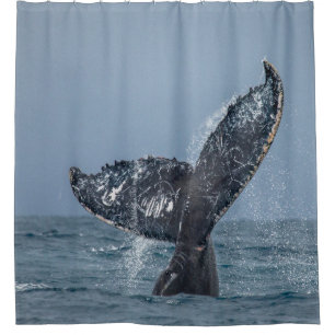 Rideaux De Douche Blue Grey Baleine Tale Océan Animal marin