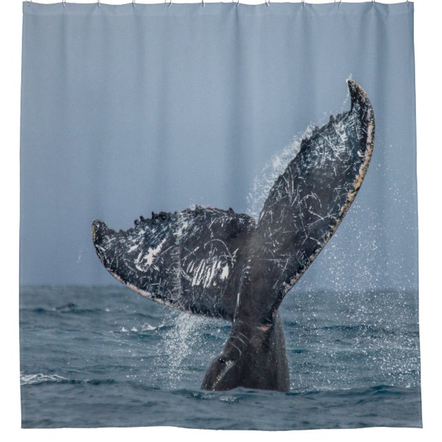 Rideaux De Douche Blue Grey Baleine Tale Océan Animal marin (Devant)