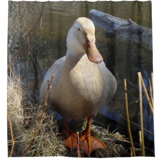 Rideaux De Douche Canard de la Saxe (Devant)