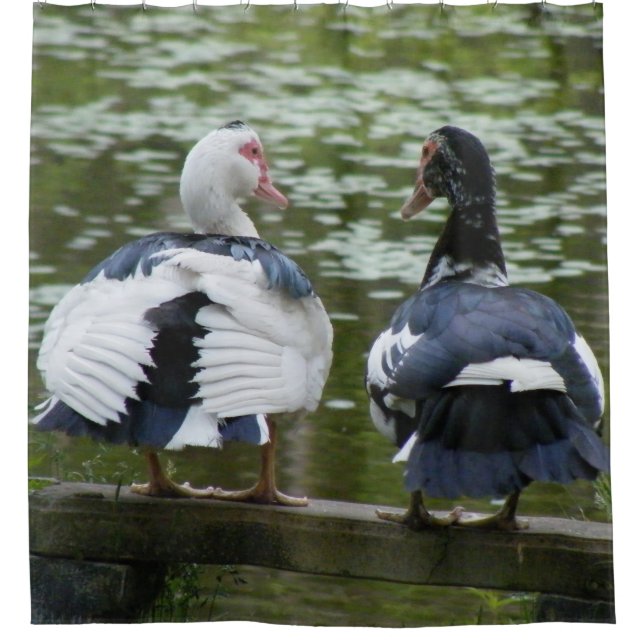 Rideaux De Douche Canards de Muscovy (Devant)