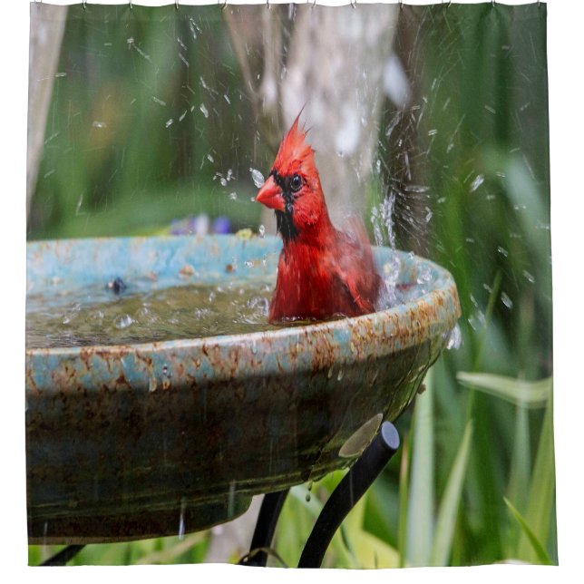 Rideaux De Douche cardinal rouge (Devant)