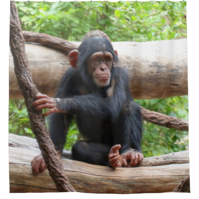 Rideaux De Douche Chimpanzee 001 (Devant)