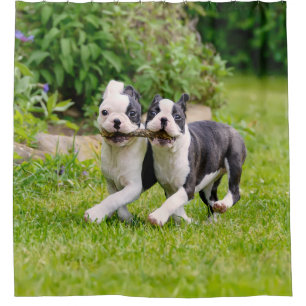 Rideaux De Douche Chiots de Boston Terrier joyeux et amusants jouant