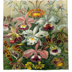 Rideaux De Douche Copie d'art d'Ernst Haeckel : Orchidae Oncidiums,